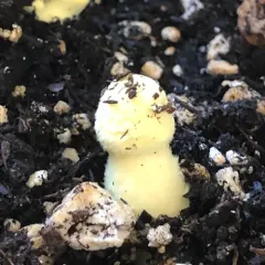 flowerpot parasol thumbnail 3