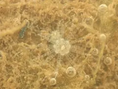 Starlet anemone thumbnail 3