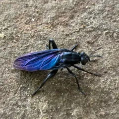 Mydas atratus thumbnail 3