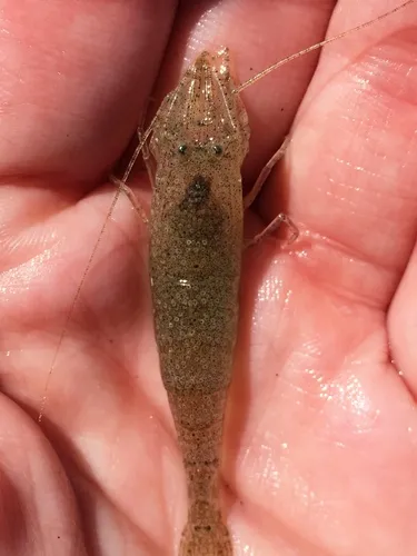 Blacktail Bay Shrimp