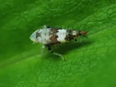 American Grapevine Leafhopper thumbnail 2