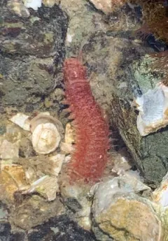 Leodice valens thumbnail 2