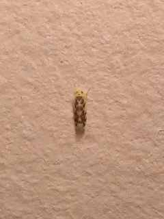 orange-spotted leafhopper thumbnail 2