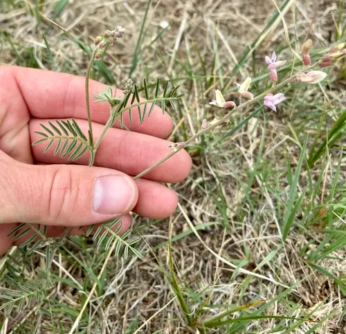 Flexible Milkvetch