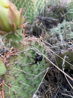 Moneilema annulatum thumbnail 1