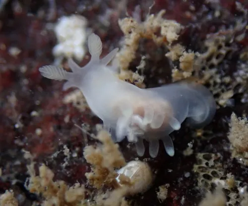 Humped Ancula Sea Slug