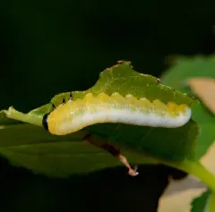 Black-headed Ash Sawfly thumbnail 2