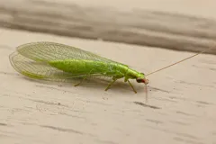 Harris's Green Lacewing thumbnail 4