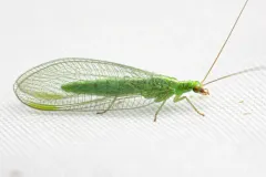 Chrysoperla downesi thumbnail 2