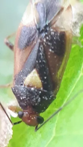 Tropidosteptes pettiti