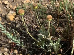Artemisia simplex thumbnail 3