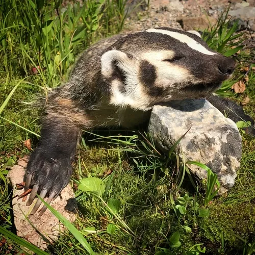 American Badger