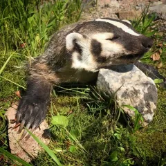 American Badger thumbnail 1