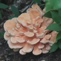 White-pored Chicken of the Woods thumbnail 1