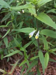 narrowleaf cow wheat thumbnail 4