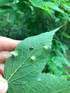 Hackberry Recumbent Gall Midge thumbnail 2