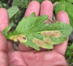 Parectopa plantaginisella thumbnail 3