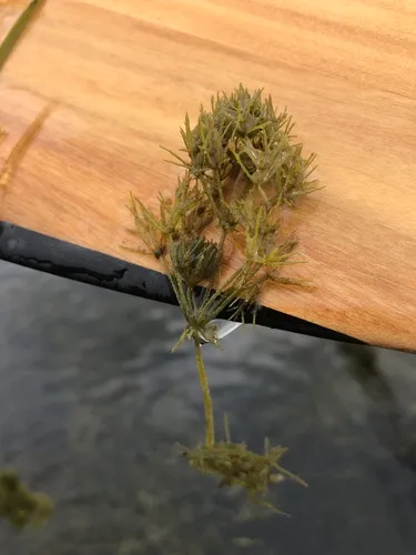 bearded stonewort