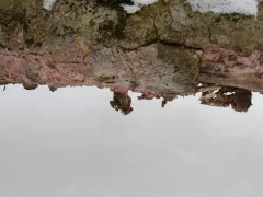 Tulasnella violea thumbnail 1