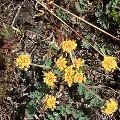 coast range lomatium thumbnail 2