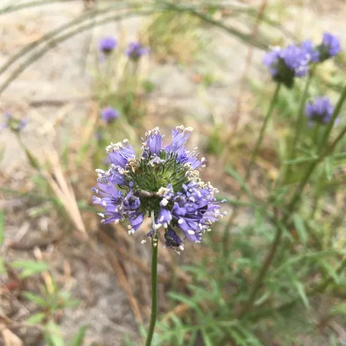 bluehead gilia
