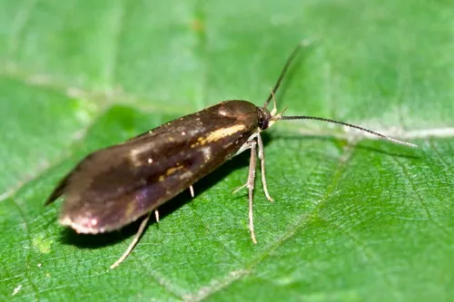 Mathildana flipria