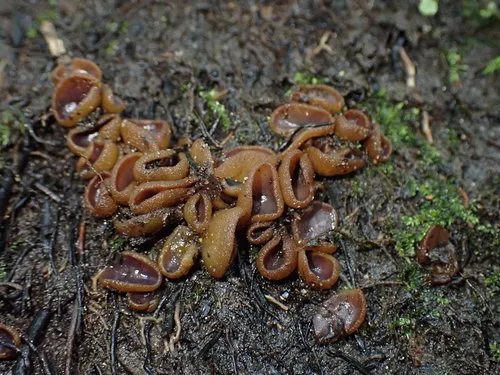 Paragalactinia michelii