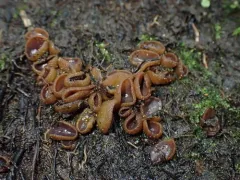 Paragalactinia michelii thumbnail 1
