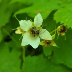 Vancouver Flower Longhorn Beetle thumbnail 4