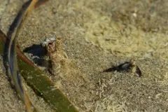 Axiothella rubrocincta thumbnail 3