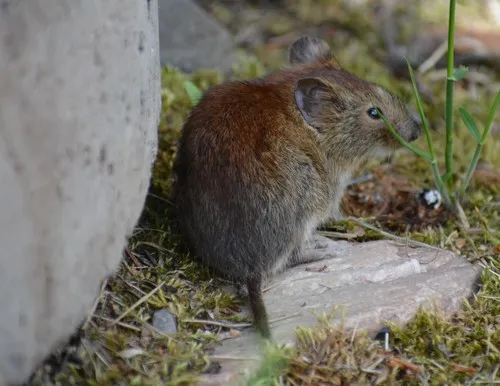 Northern Red-backed Vole