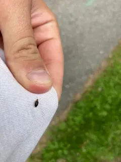 Nyholmia collaris thumbnail 2