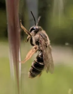 Kalmia Miner Bee thumbnail 1