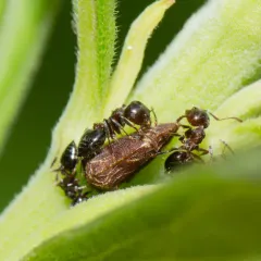 Aster Treehopper thumbnail 3