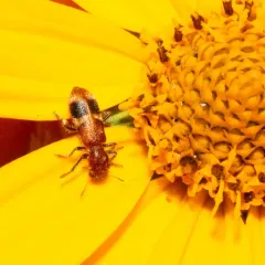 Reddish Checkered Beetle thumbnail 3