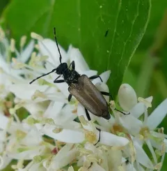 Dark-shouldered Long-horned Beetle thumbnail 2