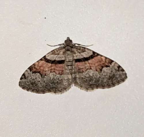 Packard's Carpet