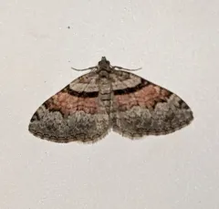 Packard's Carpet thumbnail 1
