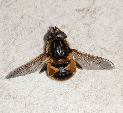 Yellow-margined Marsh Fly