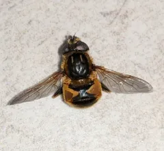 Yellow-margined Marsh Fly thumbnail 1