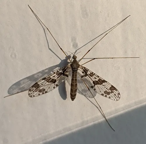 Protanyderus margarita