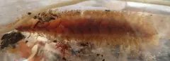 Hermadionella truncata thumbnail 2