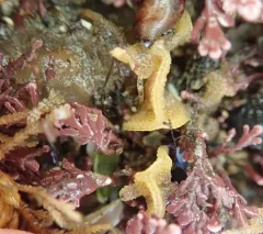northern fluted bryozoan thumbnail 2
