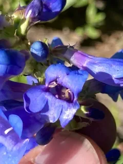 Payette Beardtongue thumbnail 2