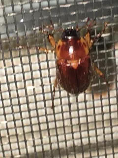 Margined Shining Leaf Chafer thumbnail 2