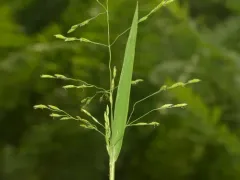 pale false mannagrass thumbnail 3