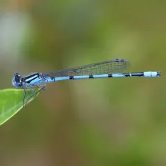 Marsh Bluet thumbnail 4