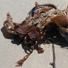 Giant Kelp thumbnail 2