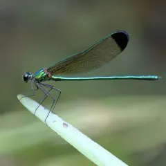 Sparkling Jewelwing thumbnail 3