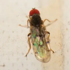 Syneches simplex thumbnail 2